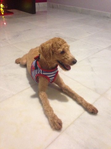 Cobie Zai  - Standard Poodle Dog