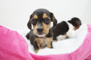 Super Mini Size Beagle Puppies - Beagle Dog