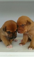 7 Kajang Puppies &lt;&lt;3 Females Left&gt;&gt; - Mixed Breed Dog