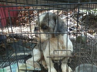 Abandoned Dog Up For Adoption  - Shih Tzu Dog