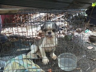 Abandoned Dog Up For Adoption  - Shih Tzu Dog