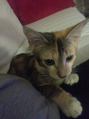 Kiera - Domestic Short Hair Cat