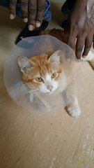 Hit &amp; Run Rescued Cat - Domestic Short Hair Cat