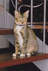 K I T T Y  - American Shorthair Cat