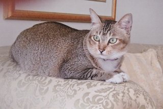 K I T T Y  - American Shorthair Cat