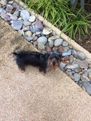 Liza - Australian Terrier + Silky Terrier Dog