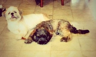 Fluffy &amp; Jack (Urgent) - Shih Tzu + Poodle Dog