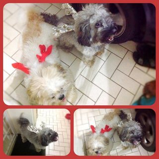 Fluffy &amp; Jack (Urgent) - Shih Tzu + Poodle Dog