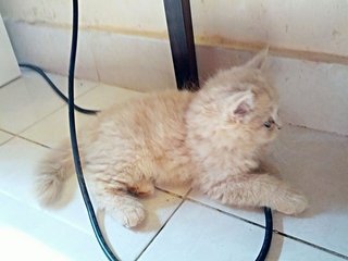 Creamy Cameo - Persian Cat