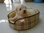 Cute Maltese Puppies For Sale! - Maltese Dog