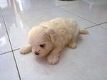 Cute Maltese Puppies For Sale! - Maltese Dog