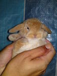 PF6285 - Holland Lop Rabbit