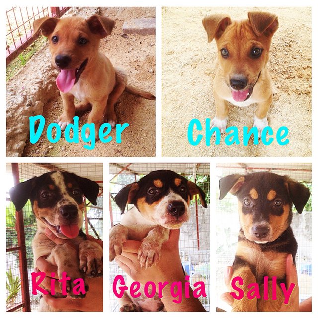 Cute Puppies For Adoption! - Mixed Breed Dog