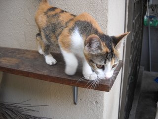 Lanee - Domestic Short Hair Cat