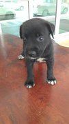 Cute Black Boy - Mixed Breed Dog