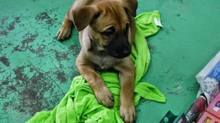 Pup 3 - Female Adopted by Ms Tan