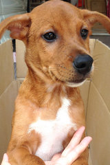 (Male) Hi, I'm Latte! If you wish to adopt me please call 012-6230873