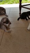 Blacky, Sliver, Tab, Nova - Tabby Cat