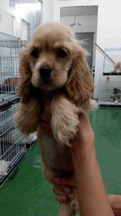 Cocker Spaniel Brown - Cocker Spaniel Dog