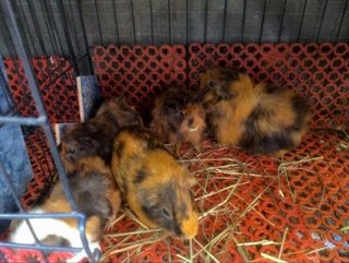 【urgent Sale】5 Guinea Pigs - Guinea Pig Small & Furry