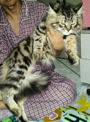 Belang - Maine Coon + Persian Cat