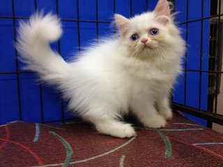 Female Solid White Semiflat Persian - Persian Cat