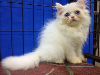 Female Solid White Semiflat Persian - Persian Cat