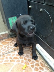 All Black Puppy - Mixed Breed Dog