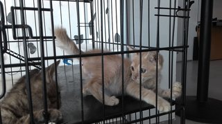 Cream Kitten - Domestic Short Hair Cat
