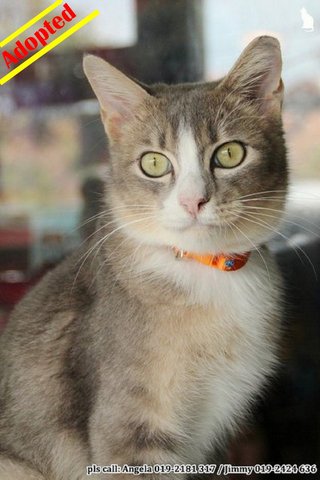 (Adopted) Angela - Smokey - Domestic Medium Hair Cat