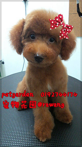 Poodle For Sale Rm799 - Poodle Dog