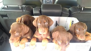 Doberman Puppies Red Colour - Doberman Pinscher Dog