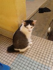 Compok - Domestic Short Hair Cat