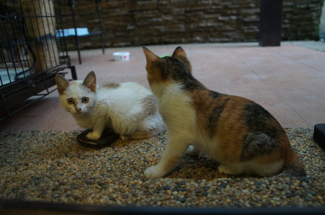 Kiti And Kimi - Calico + Domestic Short Hair Cat