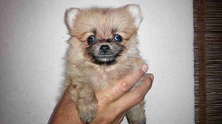 Pomeranian - Pomeranian Dog