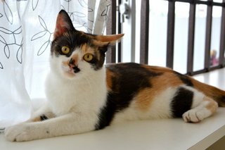Tutu - Domestic Medium Hair Cat