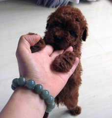 Toy Poodle Puppies - Poodle Dog