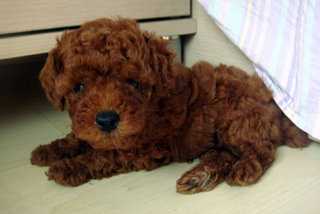 Toy Poodle Puppies - Poodle Dog