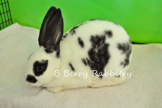 Mini Rex - Broken Black 111 - Mini Rex Rabbit