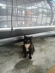 Daisy (Read Description) - Tuxedo + Domestic Medium Hair Cat