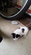  Baby White And Black - Domestic Medium Hair Cat