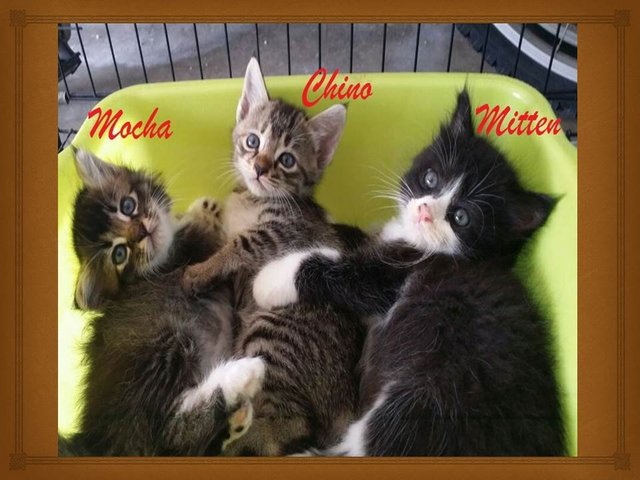 Sisters - Mocha, Chino &amp; Mitten - Domestic Medium Hair Cat