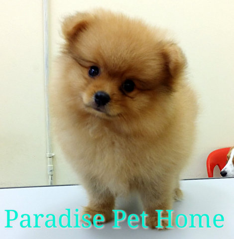 Pomeranian  (Quality) - Pomeranian Dog