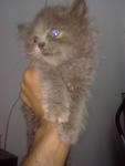 Blue - Persian Cat