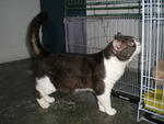 Husky - British Shorthair Cat
