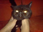 Vijay - Exotic Shorthair Cat