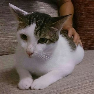 Charlie - Domestic Short Hair Cat