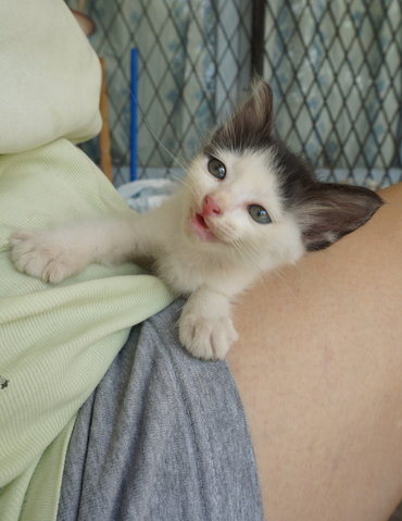 Mini Kitten - Tabby Cat