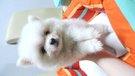 Quality White Pomeranian From Taiwa - Pomeranian Dog
