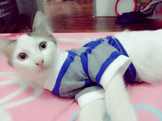 Kecik  - Domestic Short Hair Cat